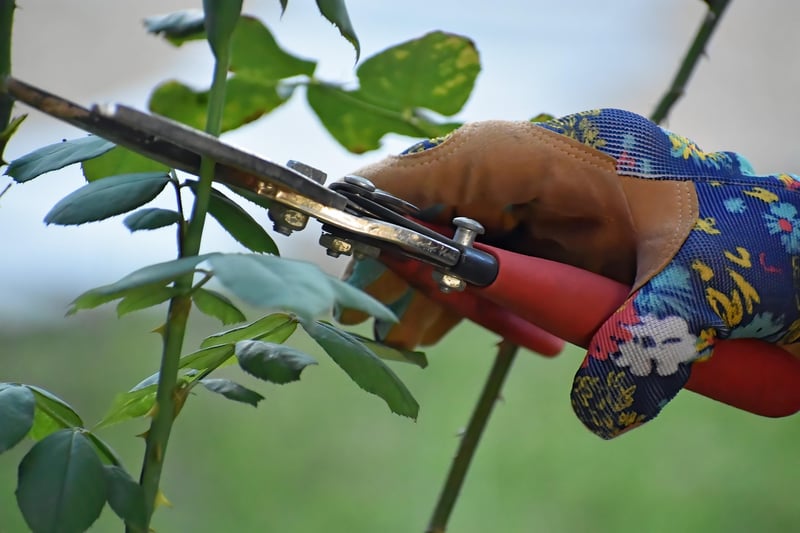 Pruning Essentials